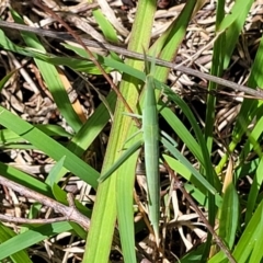 Acrida conica (Giant green slantface) at Whitlam, ACT - 27 Dec 2023 by trevorpreston