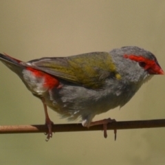 Neochmia temporalis (Red-browed Finch) at Baw Baw, NSW - 22 Dec 2023 by LindaMace