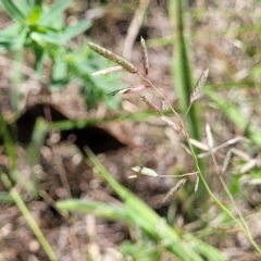 Eragrostis brownii (Common Love Grass) at Kama - 27 Dec 2023 by trevorpreston