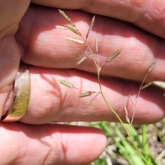 Eragrostis brownii at Molonglo River Reserve - 27 Dec 2023