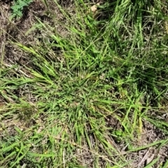 Eragrostis brownii at Molonglo River Reserve - 27 Dec 2023