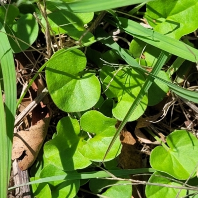 Dichondra repens (Kidney Weed) at Molonglo River Reserve - 27 Dec 2023 by trevorpreston