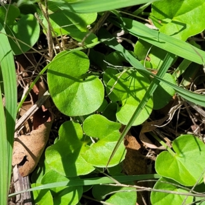 Dichondra repens (Kidney Weed) at Whitlam, ACT - 27 Dec 2023 by trevorpreston