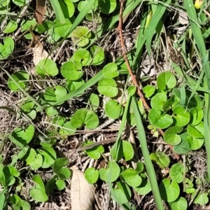 Dichondra repens at Kama - 27 Dec 2023 11:13 AM