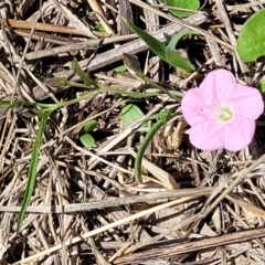 Convolvulus angustissimus subsp. angustissimus (Australian Bindweed) at Whitlam, ACT - 27 Dec 2023 by trevorpreston