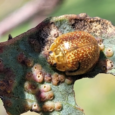 Paropsisterna decolorata (A Eucalyptus leaf beetle) at Whitlam, ACT - 27 Dec 2023 by trevorpreston