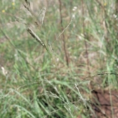 Eragrostis curvula at Kama - 27 Dec 2023