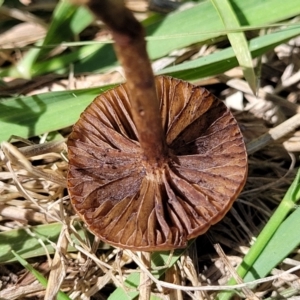 Protostropharia semiglobata at Molonglo River Reserve - 27 Dec 2023