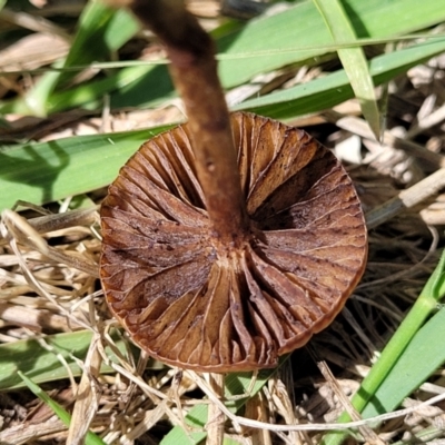 Protostropharia semiglobata (Dung Roundhead) at Kama - 27 Dec 2023 by trevorpreston