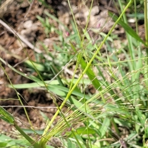 Lachnagrostis filiformis at Molonglo River Reserve - 27 Dec 2023 11:05 AM