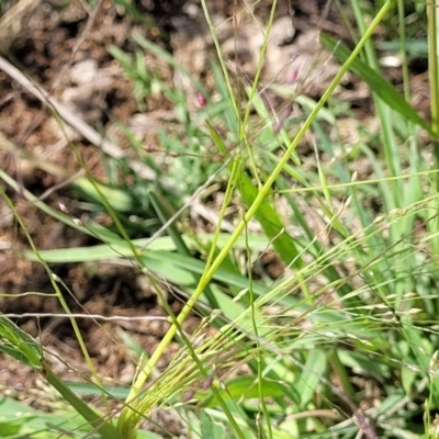 Lachnagrostis filiformis (Blown Grass) at Molonglo River Reserve - 27 Dec 2023 by trevorpreston