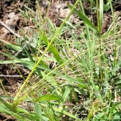 Lachnagrostis filiformis at Molonglo River Reserve - 27 Dec 2023