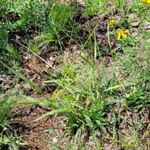 Lachnagrostis filiformis at Molonglo River Reserve - 27 Dec 2023 11:05 AM