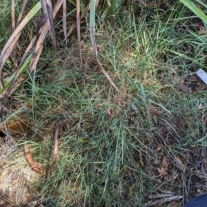 Agrostis capillaris at Hackett, ACT - 27 Dec 2023