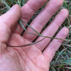 Agrostis capillaris at Hackett, ACT - 27 Dec 2023