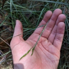 Agrostis capillaris at Hackett, ACT - 27 Dec 2023