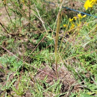 Chloris truncata (Windmill Grass) at Molonglo River Reserve - 27 Dec 2023 by trevorpreston