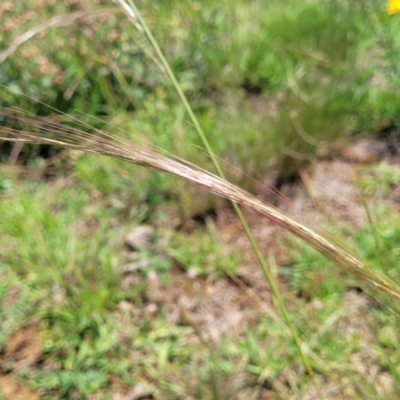 Unidentified Grass at Molonglo River Reserve - 27 Dec 2023 by trevorpreston