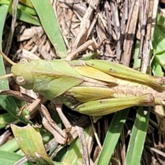 Gastrimargus musicus at Molonglo River Reserve - 27 Dec 2023