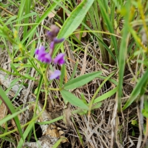 Glycine tabacina at Symonston, ACT - 27 Dec 2023