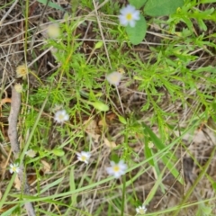 Vittadinia muelleri (Narrow-leafed New Holland Daisy) at Symonston, ACT - 27 Dec 2023 by Mike