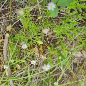 Vittadinia muelleri at Symonston, ACT - 27 Dec 2023 02:15 PM