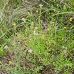 Vittadinia cuneata var. cuneata (Fuzzy New Holland Daisy) at Symonston, ACT - 27 Dec 2023 by Mike