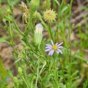 Vittadinia cuneata var. cuneata at GG138 - 27 Dec 2023