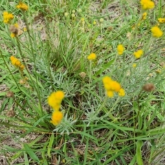 Chrysocephalum apiculatum (Common Everlasting) at Narrabundah, ACT - 27 Dec 2023 by Mike