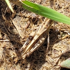 Austroicetes sp. (genus) (A grasshopper) at Molonglo River Reserve - 27 Dec 2023 by trevorpreston