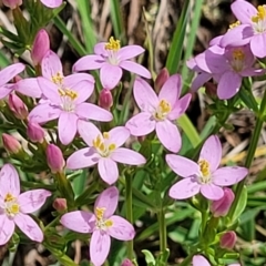 Centaurium erythraea (Common Centaury) at Whitlam, ACT - 26 Dec 2023 by trevorpreston