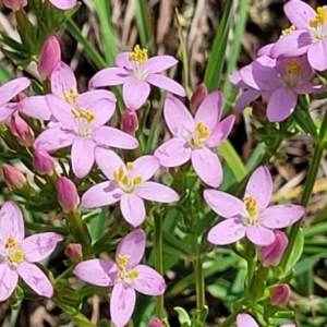 Centaurium erythraea at Kama - 27 Dec 2023 10:59 AM