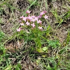 Centaurium erythraea at Kama - 27 Dec 2023