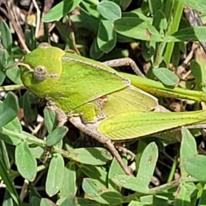 Gastrimargus musicus at Molonglo River Reserve - 27 Dec 2023