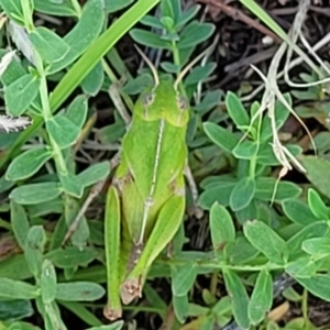 Gastrimargus musicus at Molonglo River Reserve - 27 Dec 2023