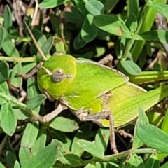 Gastrimargus musicus at Molonglo River Reserve - 27 Dec 2023