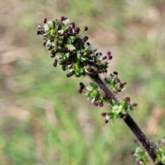 Acaena sp. (A Sheep's Burr) at Molonglo River Reserve - 26 Dec 2023 by trevorpreston