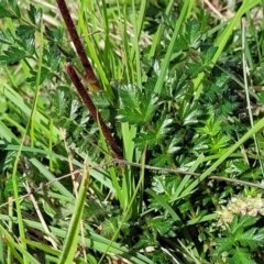 Acaena (genus) at Kama - 27 Dec 2023 10:58 AM