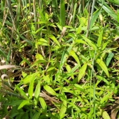 Persicaria prostrata (Creeping Knotweed) at Molonglo River Reserve - 27 Dec 2023 by trevorpreston