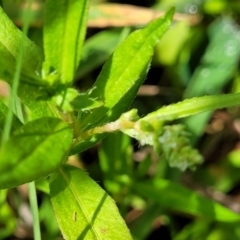 Persicaria prostrata at Molonglo River Reserve - 27 Dec 2023