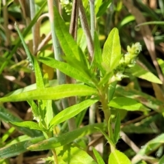 Persicaria prostrata at Molonglo River Reserve - 27 Dec 2023