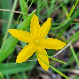 Hypoxis hygrometrica var. villosisepala at Kama - 27 Dec 2023