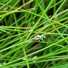 Eleocharis pusilla (Small Spike-rush) at Molonglo River Reserve - 26 Dec 2023 by trevorpreston