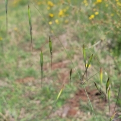 Avena barbata at Kama - 27 Dec 2023