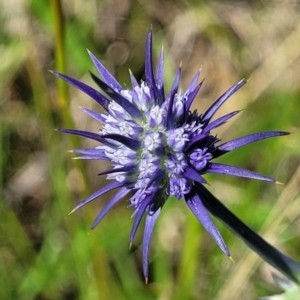 Eryngium ovinum at Kama - 27 Dec 2023