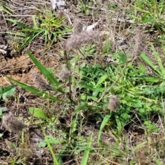 Trifolium angustifolium at Kama - 27 Dec 2023 10:43 AM