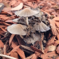 Coprinellus etc. (An Inkcap) at Mitchell, ACT - 27 Dec 2023 by trevorpreston