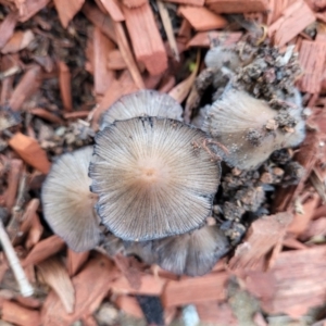 Coprinellus etc. at Mitchell, ACT - 27 Dec 2023