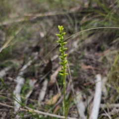 Microtis parviflora (Slender Onion Orchid) at QPRC LGA - 27 Dec 2023 by Csteele4