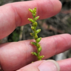 Microtis parviflora (Slender Onion Orchid) at QPRC LGA - 27 Dec 2023 by Csteele4